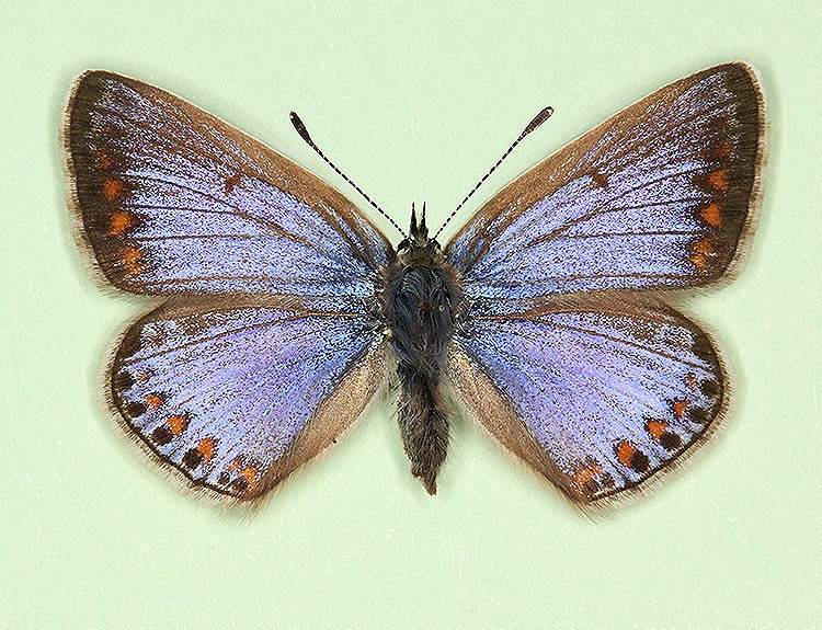 Polyommatus icarus female (aberrant form supra-caerulea) (Internet Image property of respective owner, non-commercial use only)